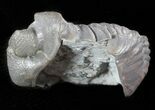 Bargain Eldredgeops Trilobite - Silica Shale #47100-2